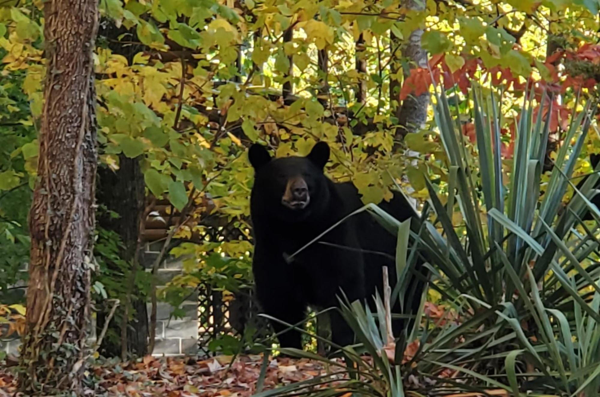 Villa Can'T "Bear" To Leave à Sevierville Extérieur photo
